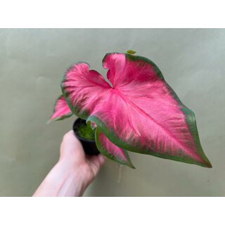 Caladium Cherry Tart Bulb