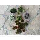 Terra Base Mini Plantset