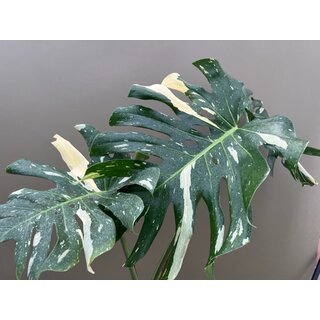 Monstera Deliciosa Thai Constellation XL