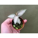 Goodyera schlechtendaliana var, Nishikiran JapanJuwel orchid