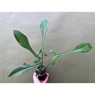 Philodendron Joepii rare