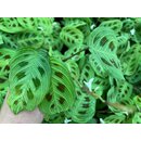 Maranta Light Veins Cutting