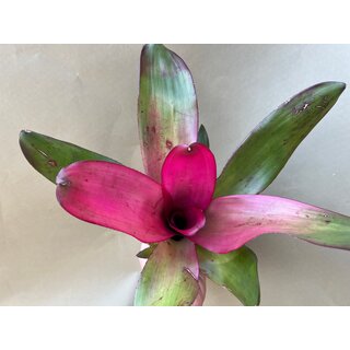 Neoregelia Pink Illusion