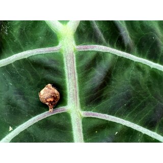 Alocasia watsoniana bulb