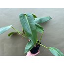 Philodendron spec. 1 for Chamleonterrarium