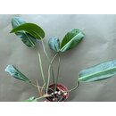 Philodendron spec. 2  fr Chamleonterrarien