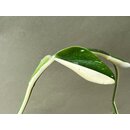 Philodendron standleyana white variegated Node