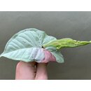 Syngonium Milk Confetti Ableger