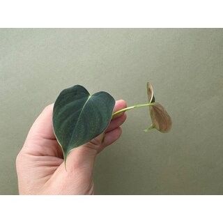 Philodendron lupinum Cutting