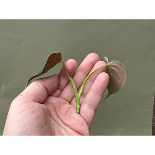 Philodendron lupinum Cutting