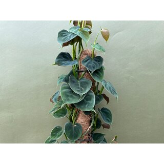 Philodendron lupinum Cutting