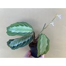 Maranta leuconeura Silver Band selten