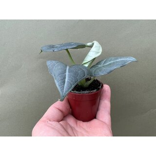 Alocasia Maharani Babyplant