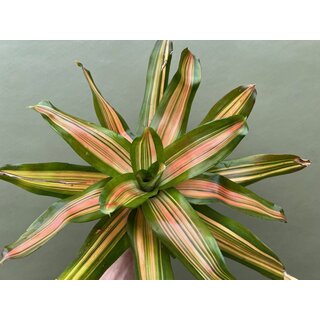 Neoregelia orange striped