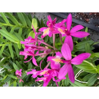 Epidendrum pink