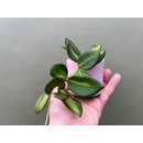 Hoya Burtoniae Variegata Babyplant