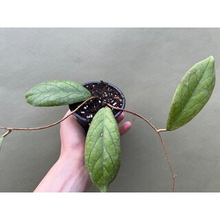 Hoya vitellinoides