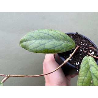 Hoya vitellinoides