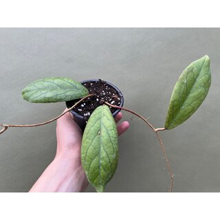 Hoya vitellinoides