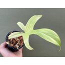 Philodendron Florida Ghost 1 Leaf Cutting