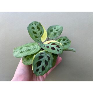 Maranta leuconeura kerchoveana variegata Babyplant