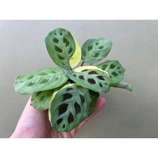 Maranta leuconeura kerchoveana variegata Babyplant