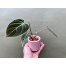 Philodendron spec. El Choco Red Babyplant