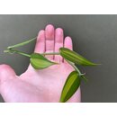 Vanilla planifolia variegata Cutting