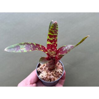 Neoregelia Wild Tiger S