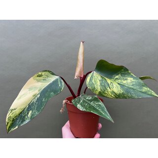 Philodendron Strawberry Shake