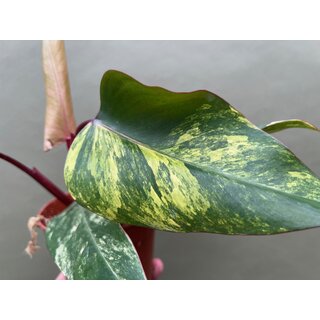 Philodendron Strawberry Shake