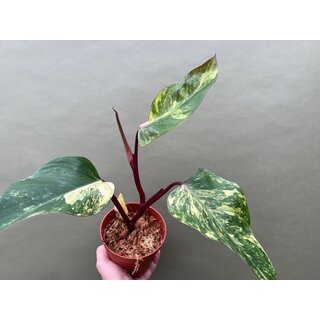 Philodendron Strawberry Shake