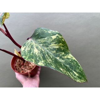 Philodendron Strawberry Shake