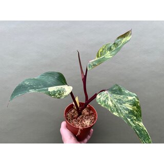 Philodendron Strawberry Shake