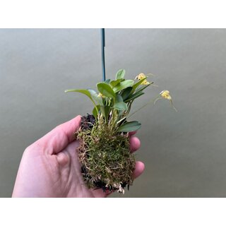 Masdevallia nidifica gelb aufgebunden