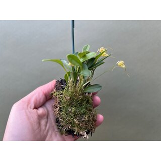 Masdevallia nidifica gelb aufgebunden