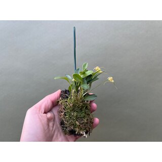 Masdevallia nidifica gelb aufgebunden