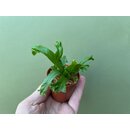 Asplenium spec. Surinam