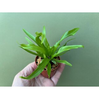 Asplenium spec. Brasil