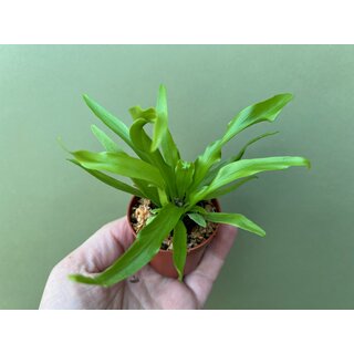 Asplenium spec. Brasil