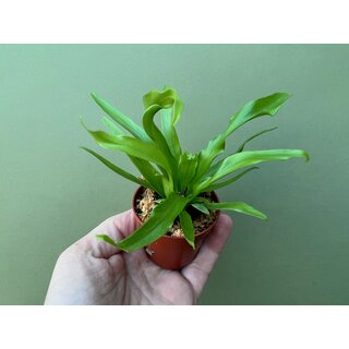 Asplenium spec. Brasil