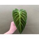 Philodendron splendid Ableger