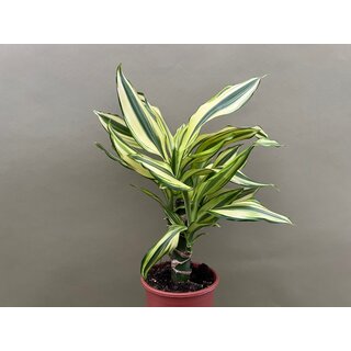 Dracaena Yellow Coast Dragontree