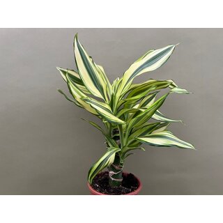 Dracaena Yellow Coast Dragontree