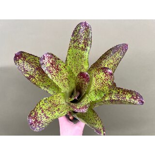 Neoregelia lila pop