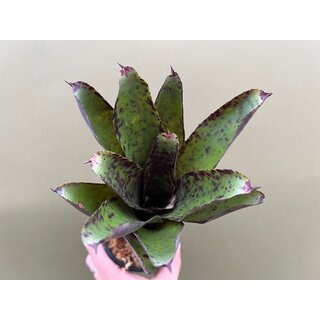 Neoregelia rosebud