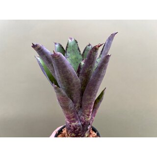 Neoregelia rosebud