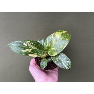 Philodendron Green Congo Variegata 2