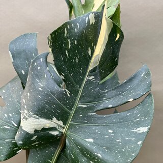 Monstera Thai Constellation Ableger