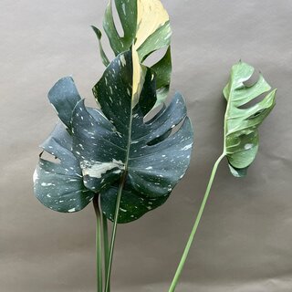 Monstera Thai Constellation Ableger